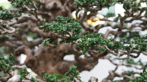 Close up of bonsai branches. Stock Footage 301684596