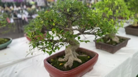 Close-up of a bonsai Ficus Microcarpa with thick roots and dense foliage Stock Footage 316812694