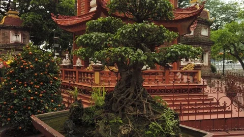 Close-up bonsai ficus tree many root Beautiful full size Asia Japanese art style Video stock 106746158