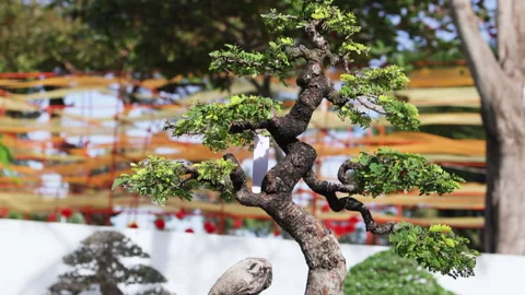Close up of bonsai in park. Stock Footage 303369289