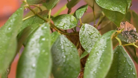 Close-up on the bonsai tree leaves during rain. Macro shot. 4K 스톡 동영상 128595318