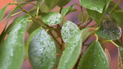 Close-up on the bonsai tree leaves during rain. Macro shot. 4K Stock Footage 128595360