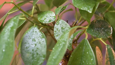 Close-up on the bonsai tree leaves during rain. Macro shot. 4K Stock Footage 128595373
