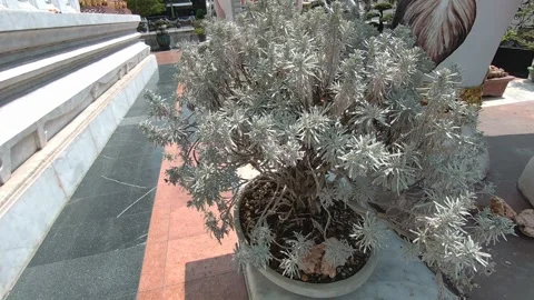 Close Up Bonsai Tree Swaying in Wind Vídeo Stock 332942817