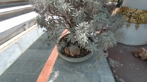 Close Up Bonsai Tree Swaying in Wind Video stock 332942840