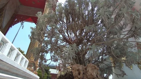 Close Up Bonsai Tree Swaying in Wind Vídeo Stock 332942857