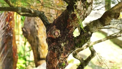 Close-Up of Bonsai Tree Trunk in a Park Stock Footage 290062931