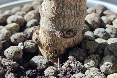 Close-Up of Bonsai Tree Trunk Surrounded by Soil and Pebbles for Indoor Gar.. Stock Photos