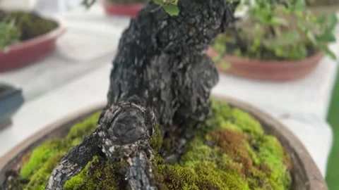 Close-up of a bonsai tree with twisted trunk and moss base Stock Footage 316812668