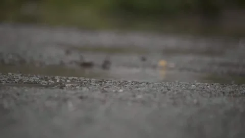 Close up of a boot in slow motion stepping into a puddle after rain Stock Footage 310169737