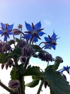 Close up of Borage flower Stock Photos