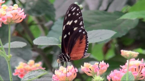 Close Up of the Borboleta Orange (Heliconius hecale) Butterfly on flower. Stock Footage 68753224