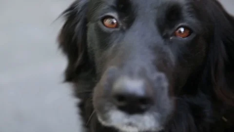 A close up of a border collie cross labrador Stock Footage 88488360