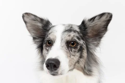A close-up of a Border Collie dog's muzzle with erect ears against a white Stock-Fotos