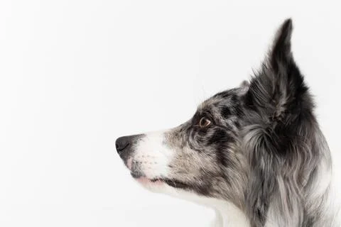 A close-up of a Border Collie dog's muzzle with erect ears against a white Stock-Fotos