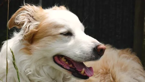Close UP Border Collie Stock Footage 146199888