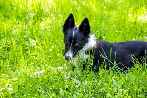 Close-up of border collie Stock Photos