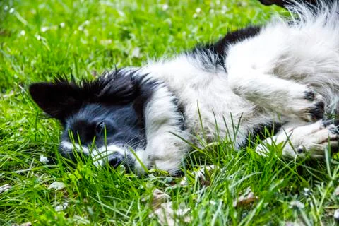 Close-up of border collie Stock Photos