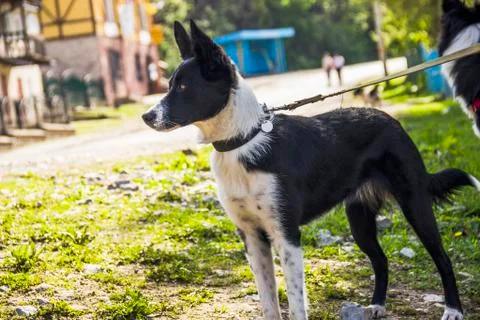 Close-up of border collie Stock Photos