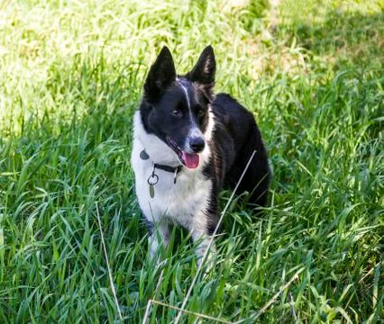 Close-up of border collie Foto stock