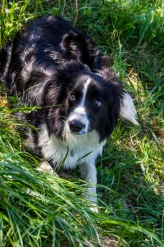 Close-up of border collie Stock Photos