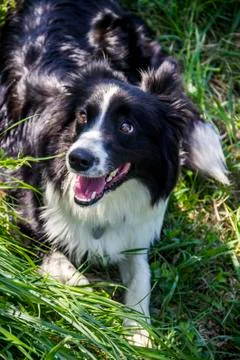 Close-up of border collie Stock Photos