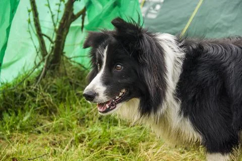 Close-up of border collie Stock Photos