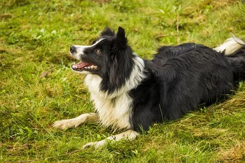 Close-up of border collie Stock Photos