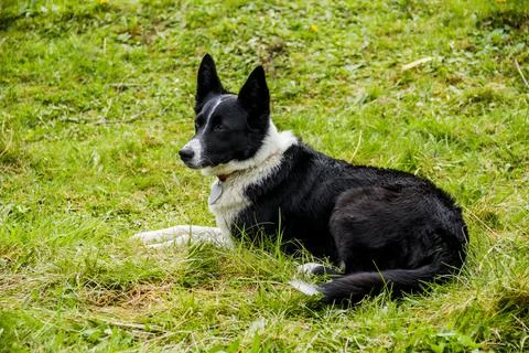 Close-up of border collie Stock Photos