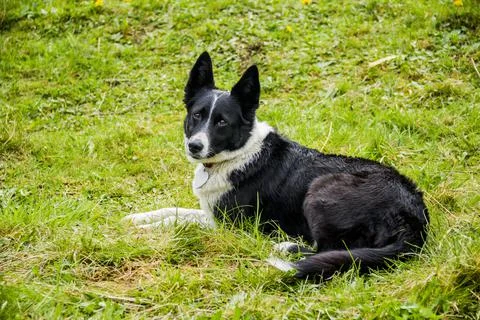 Close-up of border collie Stock Photos