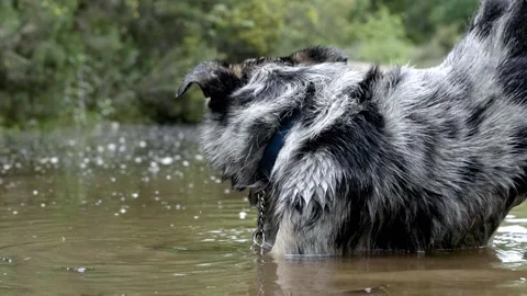 Close up of a border collie puppy playing in a lake slow motion Stock Footage 130690104