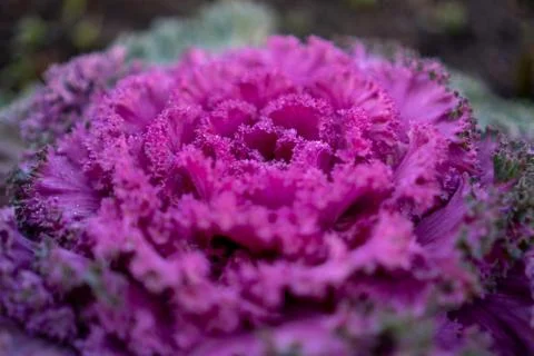Close up of a borecole Stock Photos