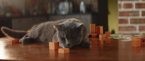 Close up: bored lazy cat lying on a Stock Video Pond5