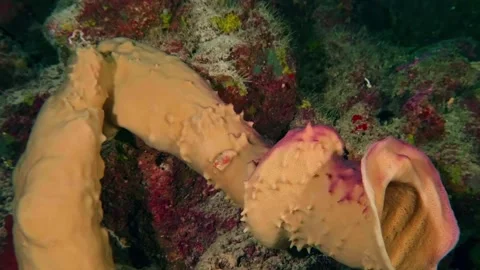 Close-Up of Boring Sponge or Soft Coral on Reef Substrate Stock Footage 311986243