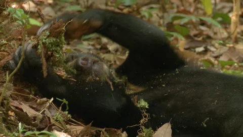Close Bornean Sun Bear Laying on Back and Scratching Bark, Indonesia Stock Footage 142918732