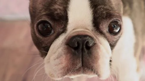Close-up of a Boston Terrier face. Stock Photos