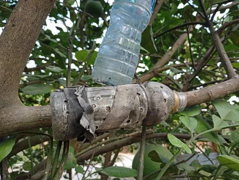 Close up of botanical method of grafting plants on pomelo tree trunk using miner Stock Photos