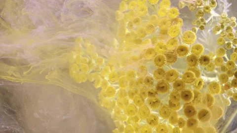 Close-up botanical motion of yellow composite flower cluster with drifting paste Stock Footage 340620595