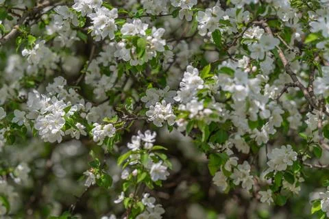 Close botanical study of white blossom with macro view revealing stamen, peta Stock Photos