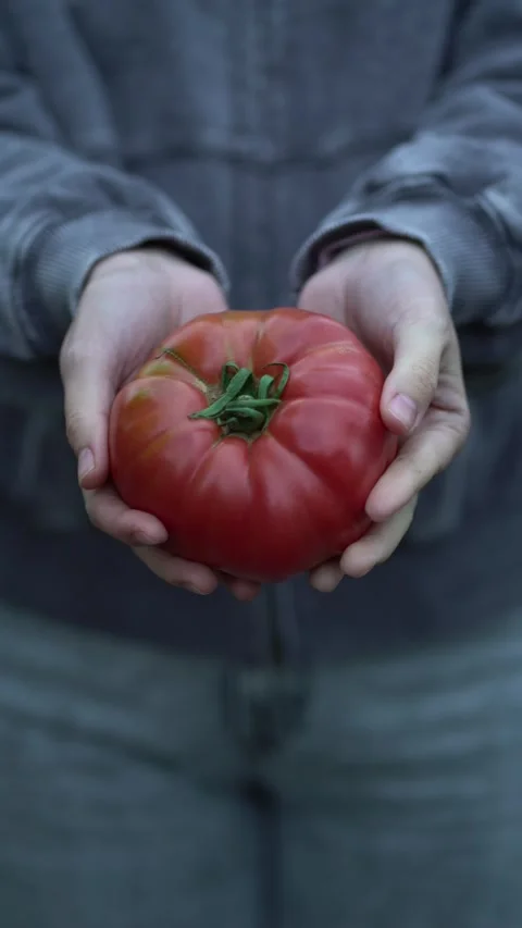 Close-up of both hands presenting a juicy heirloom tomato Stock-Footage 342347331