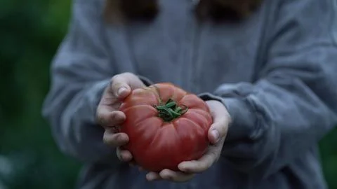 Close-up of both hands presenting a juicy heirloom tomato, perfect for agri.. Stock Photos