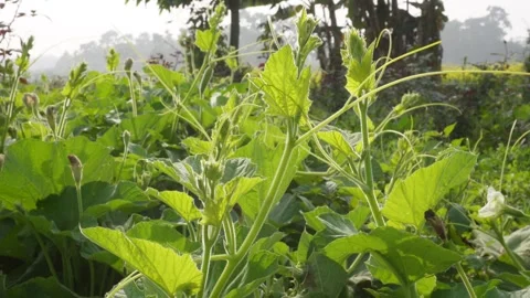 Close up of bottle gourd plants Stock Footage 332538580