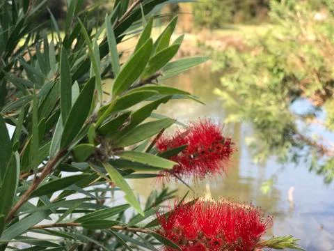 Close up bottlebrush Foto stock