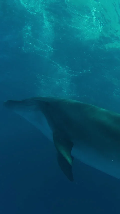 Close-up of bottlenose dolphin swimming in slanting rays of morning light, Stock Footage 320528739