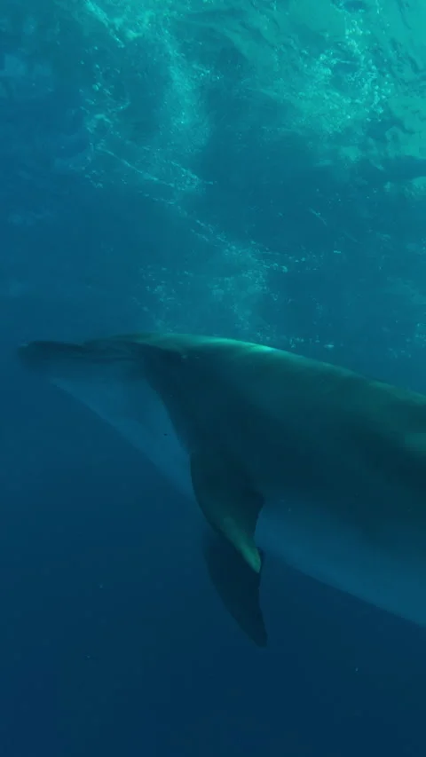 Close-up of bottlenose dolphin swimming in slanting rays of morning light, Stock Footage 331609305