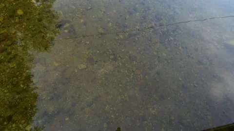 Close up of the bottom of a clear  lake in cottage country tilt up to the sky Stock Footage 138284049