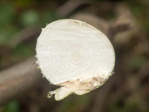 Close up bottom cross-section of small chopped trees Stock Photos