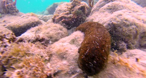 Close up of bottom of the ocean Stock Footage 42803396