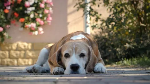 Close up bottom view of a beagle dog sitting down and putting its muzzle down. Video stock 256166953