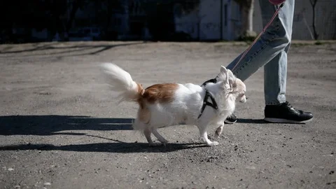 Close-up bottom view cute dog Chihuahua walks on a leash with his owner Stock Footage 127951906
